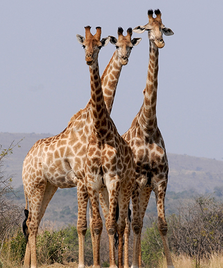 giraffe