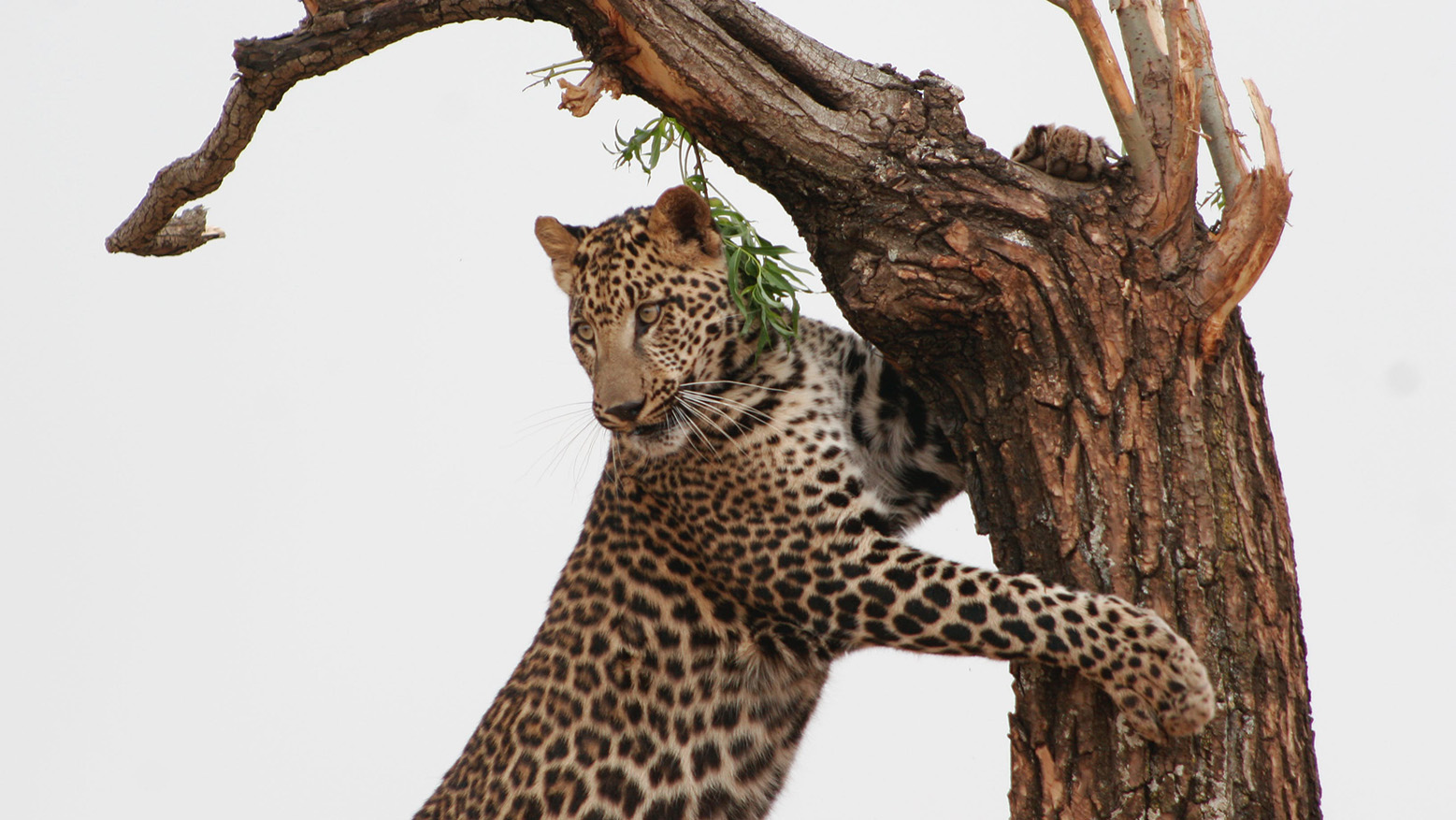 leopards