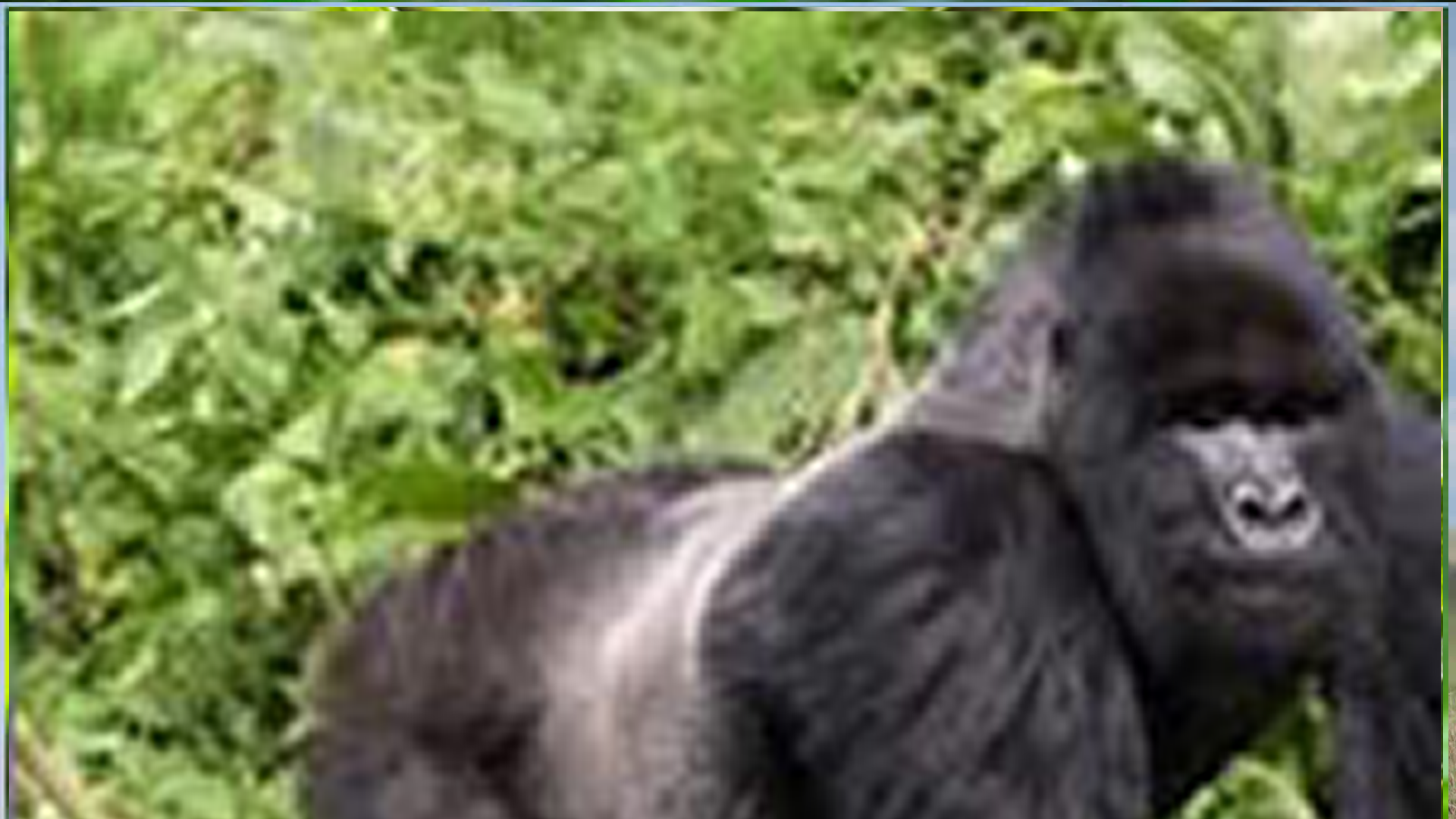 Mountain Gorilla in Natural Environment