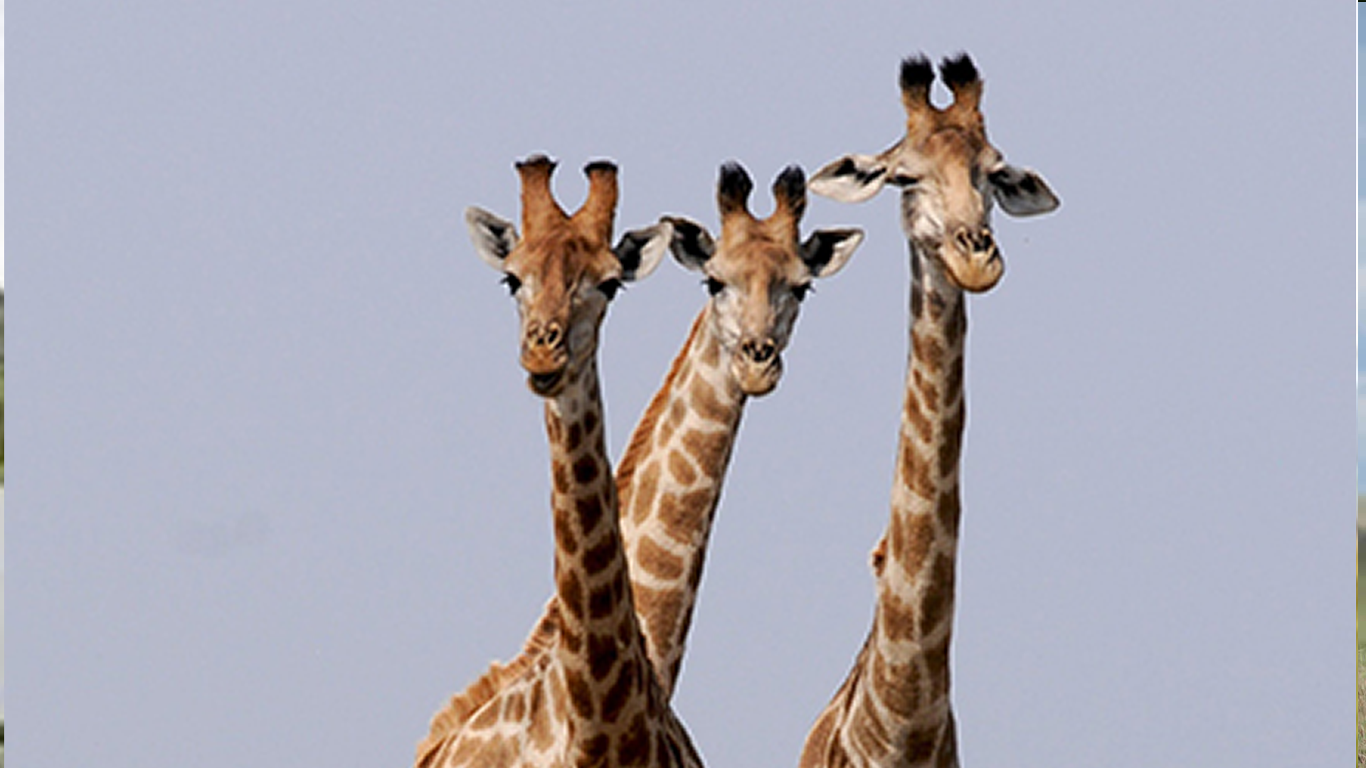 Giraffes in African wilderness